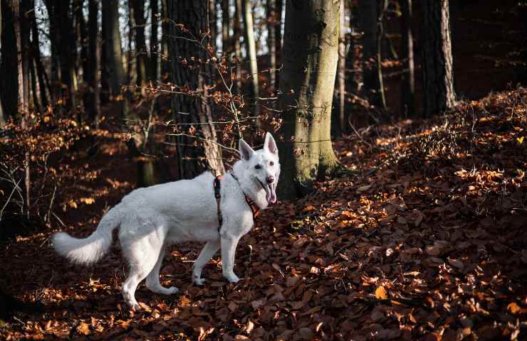 perro en el bosque 