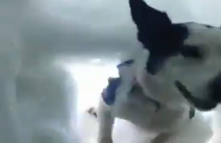 Snow Rescue Dog (pantalla de vídeo)