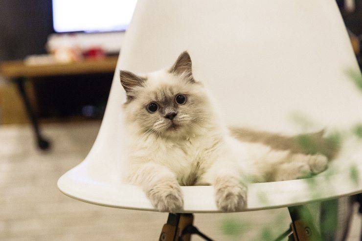 Gattino sopra una sedia
