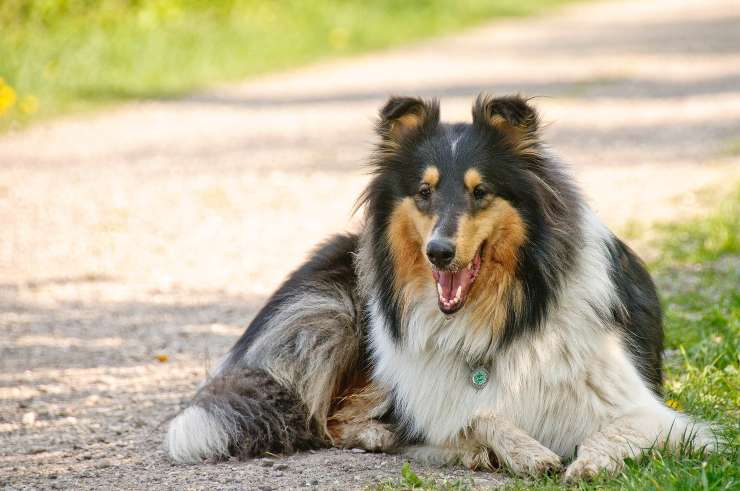 Il cane riposa in strada