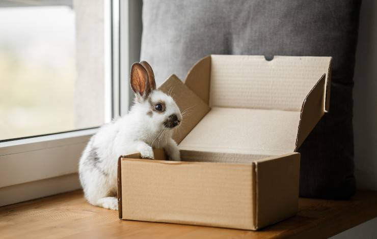 coniglio salta nella scatol