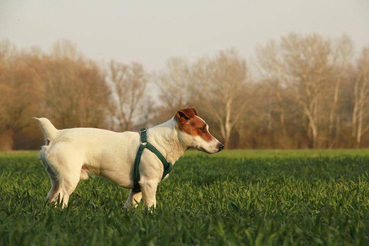 Le razze di cani da caccia