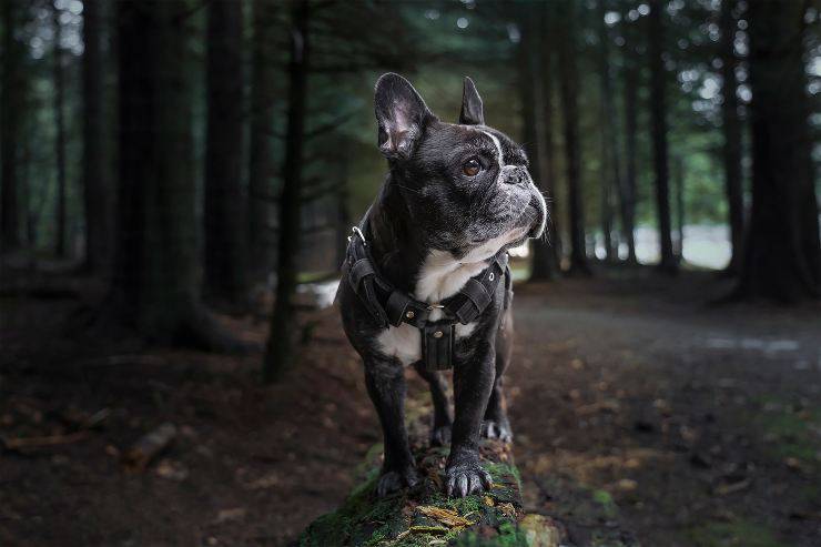 Cagnolino spaventato in strada