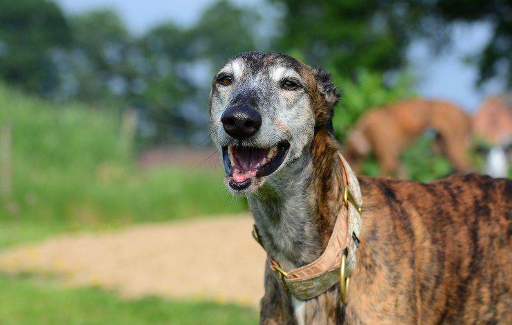 galgo espanol