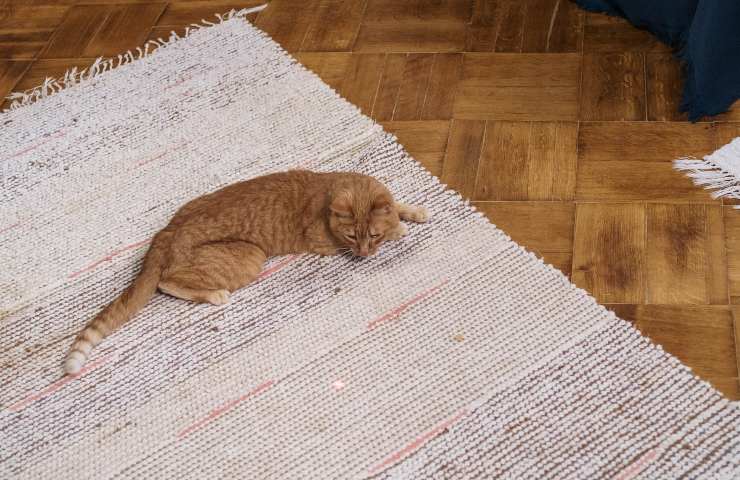 Gatto sul tappeto