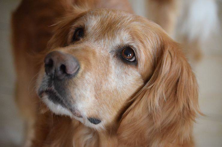 Il cane e la sua paura