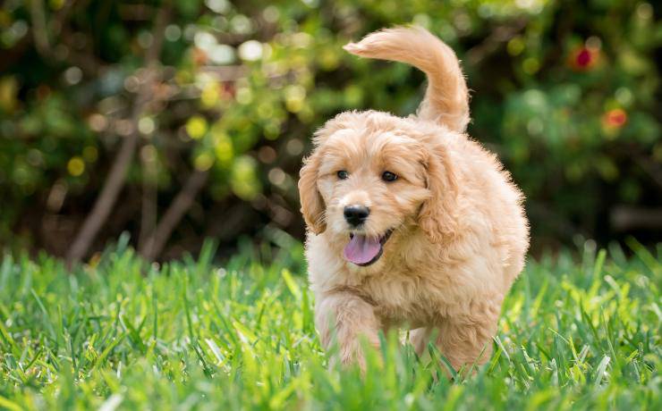 goldendoodle 