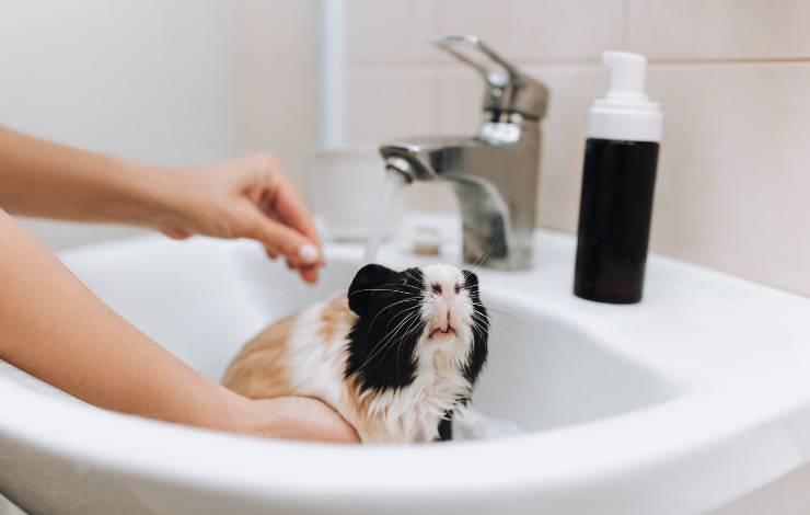 porcellino d'India nel lavabo