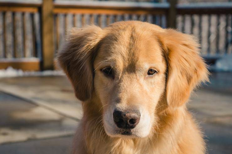 Il cane osserva il paesaggio