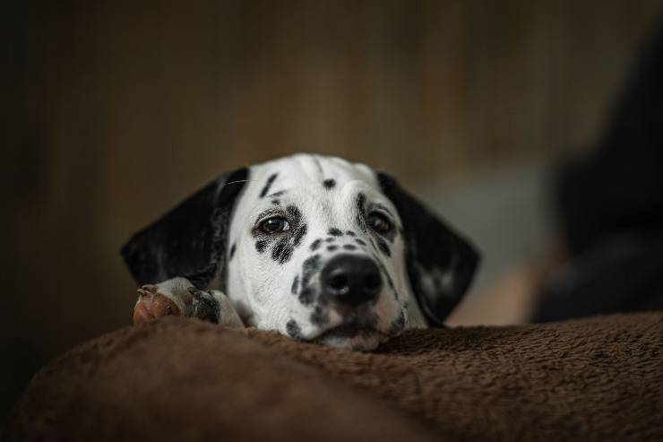 La malattia nel cane