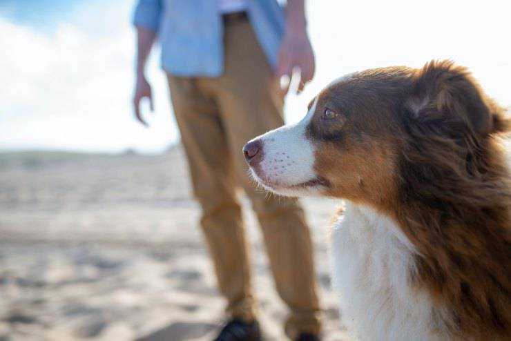 Razze canine che amano socializzare