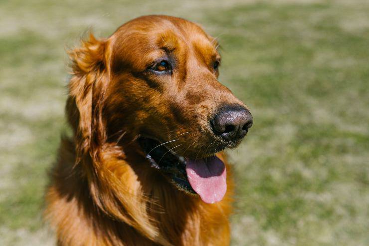 Come eliminare i peli del cane