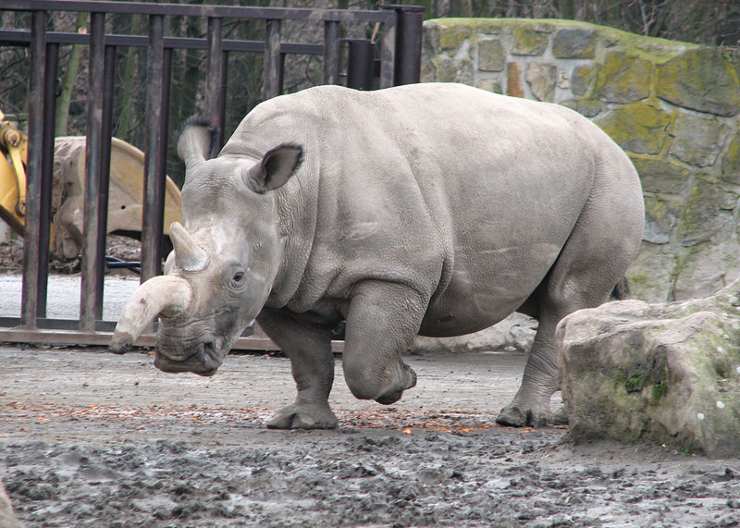 rinoceronte blanco 