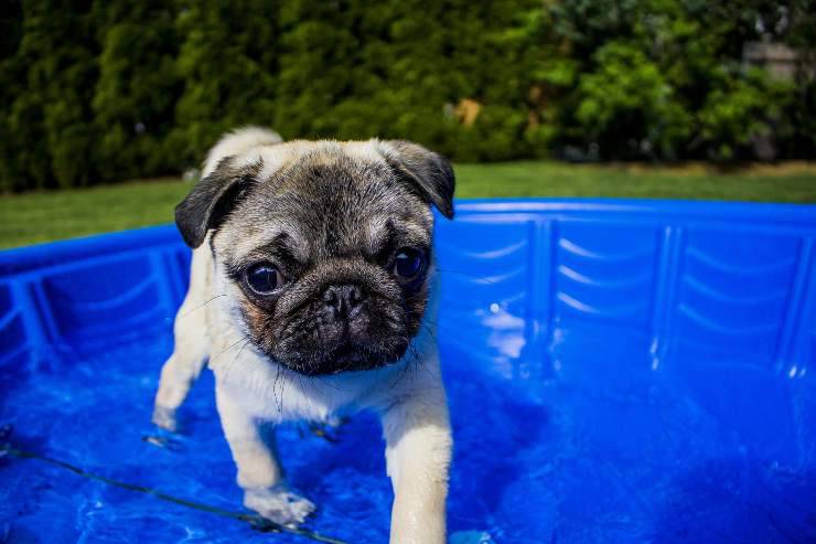 Cagnolino nuota nella piscina