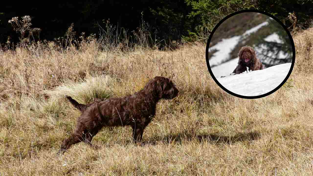 Adottare un Pudelpointer: approfondimento sul carattere e lo stile di vita