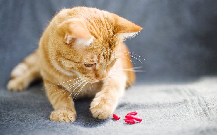 antiossidanti gatto