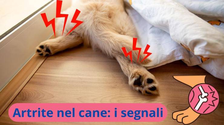 Malattie alle ossa del cane