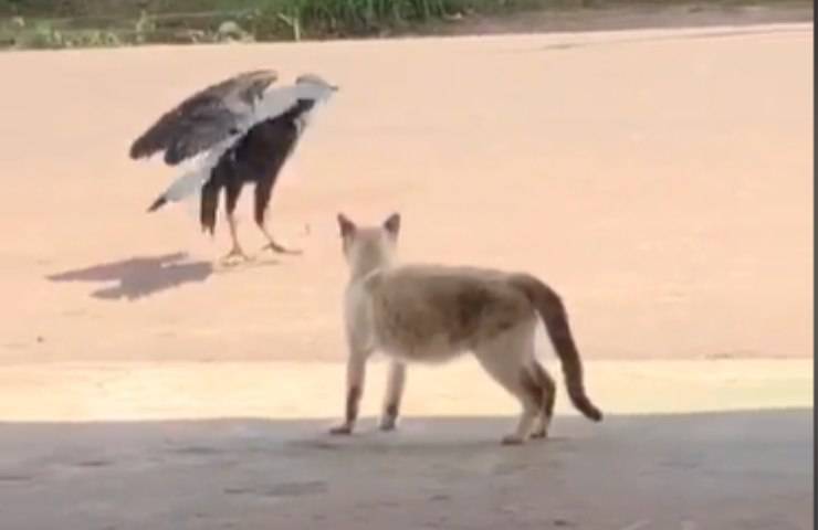 Gattino avvoltoi nemico immobile
