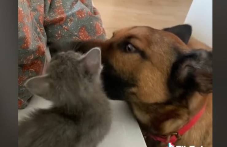 cane incontra gattino