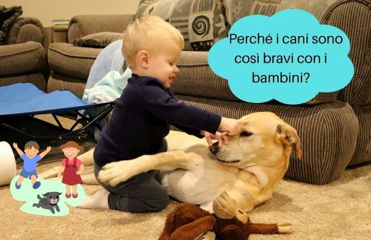 Bambino gioca con il cane