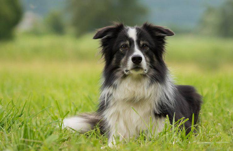 border collie treviso