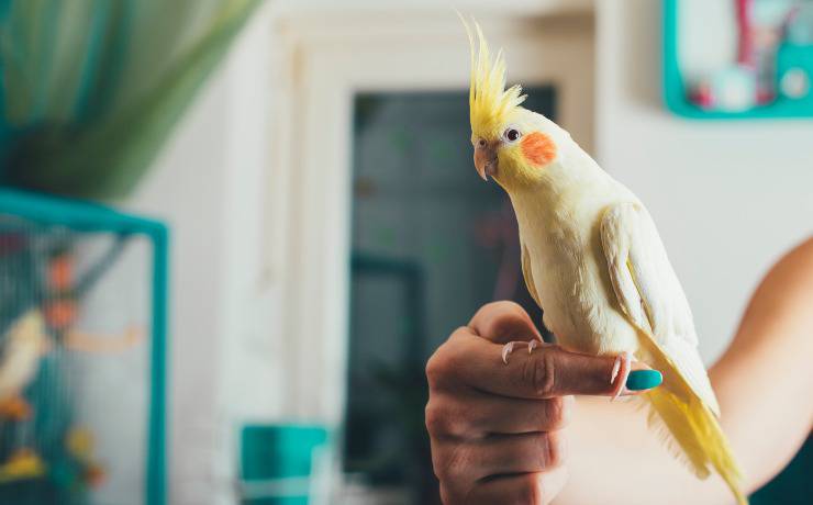 cacatua