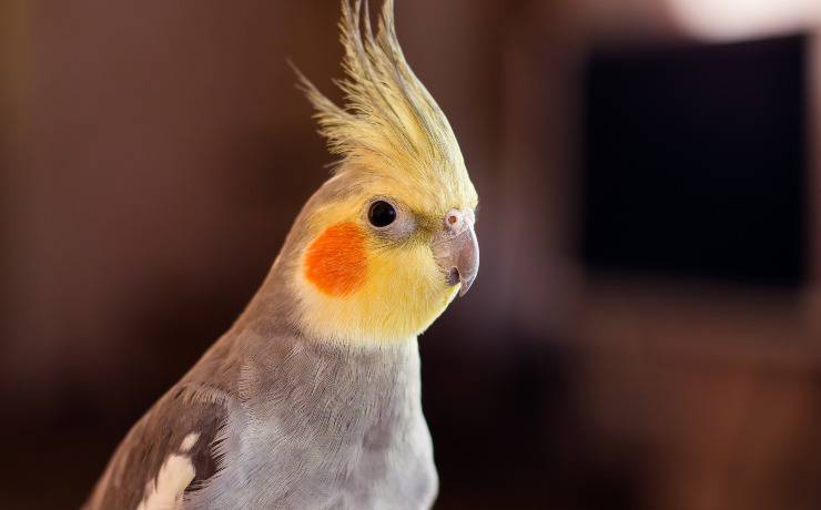 cacatua