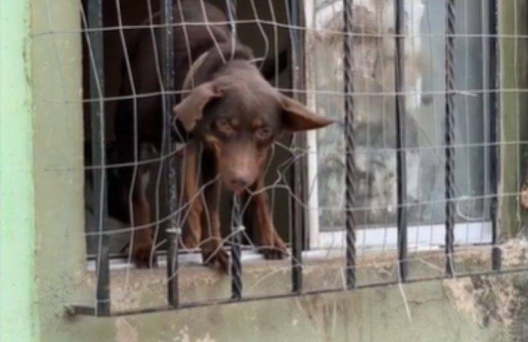 Cagnolino bloccato recinzione pompieri