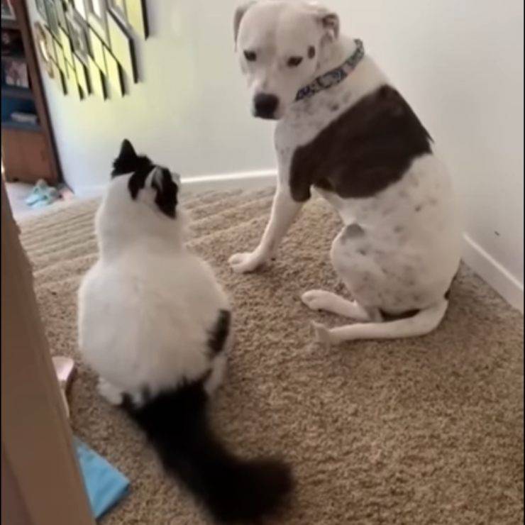 El cachorro evita que el gato suba
