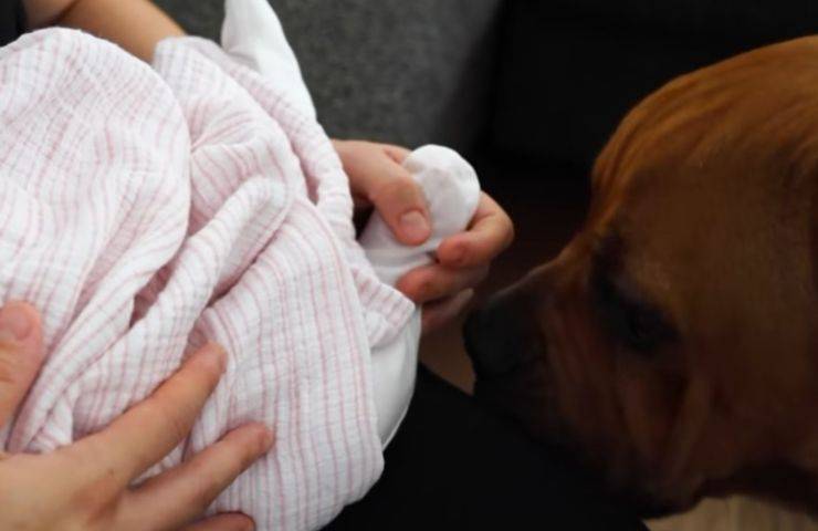 primo incontro cane neaonata