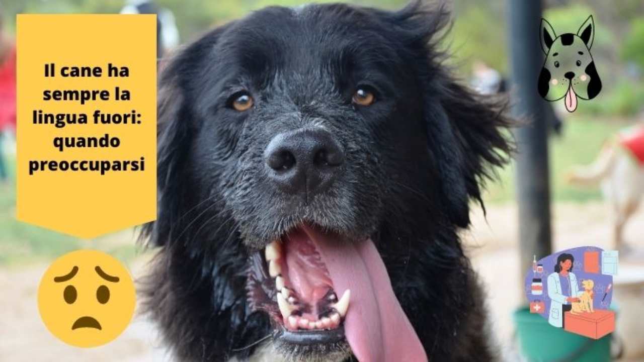 Il cane ha sempre la lingua fuori quando è normale e quando preoccuparsi