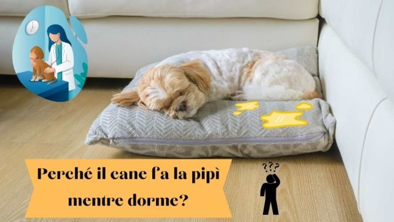 Il cane fa la pipì mentre dorme come risolvere l'enuresi notturna canina