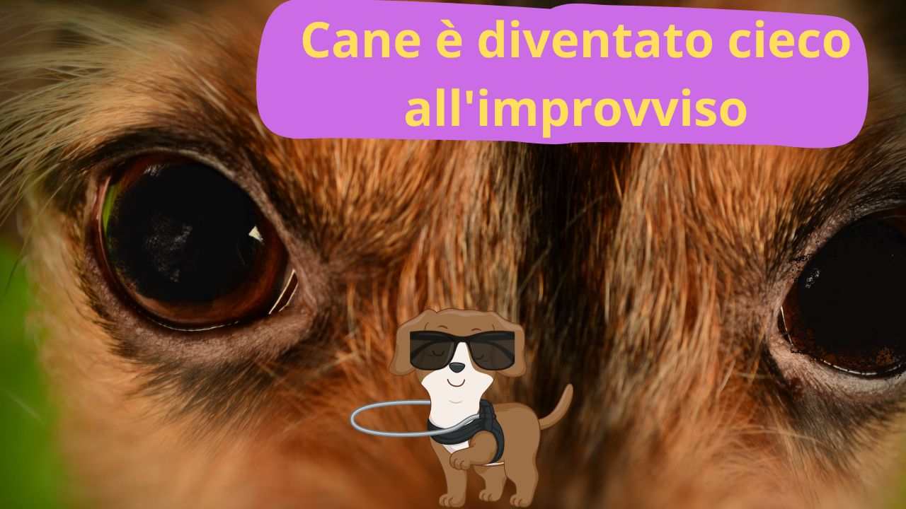 Se si comporta così, forse il tuo cane è diventato cieco all'improvviso