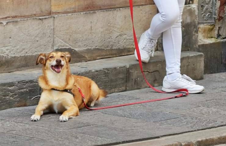 cane difende ragazza