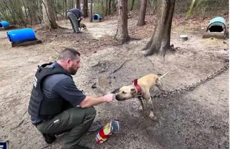 cani incatenati illegali