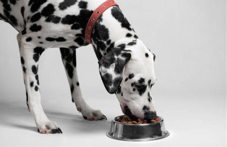 Razioni cibo cane