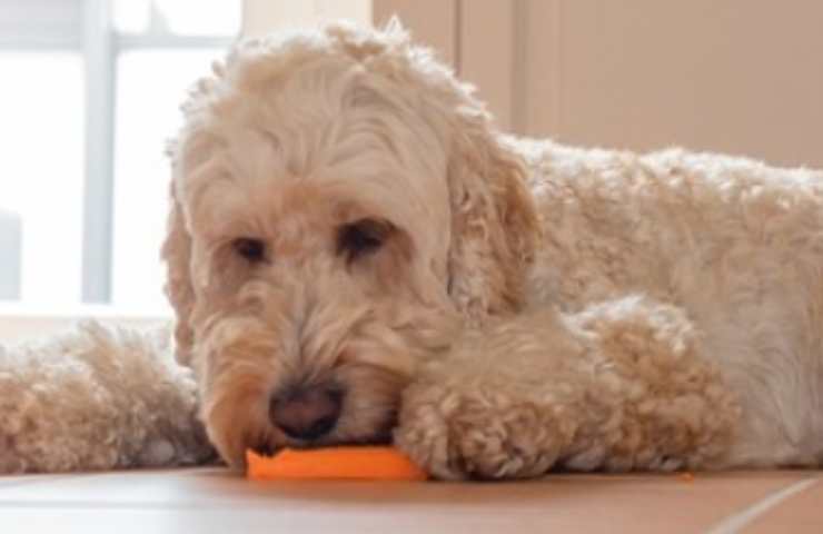 Cane mangia la carota