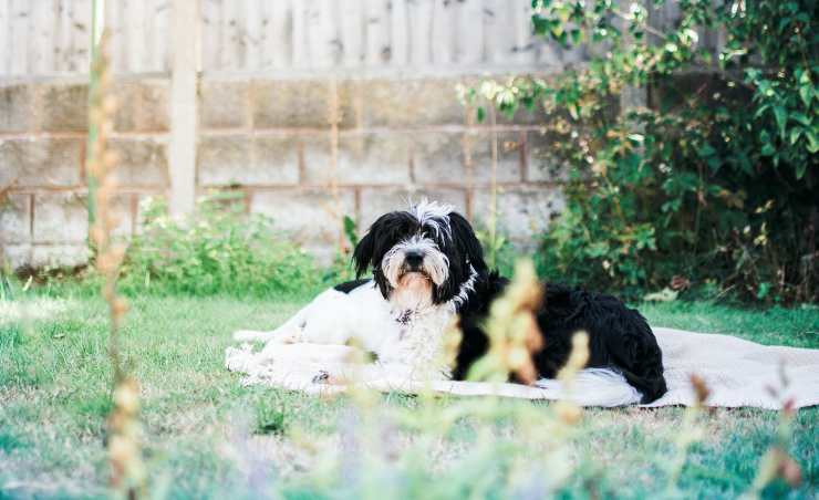 Cane nel giardino