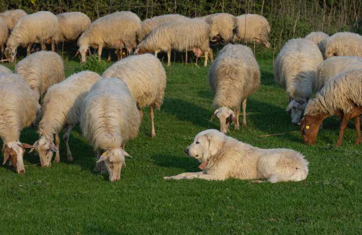 Cane protegge gregge