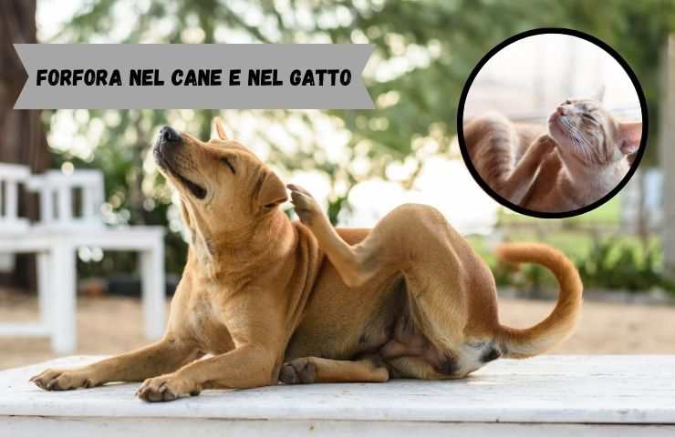 Cane e gatto seborrea