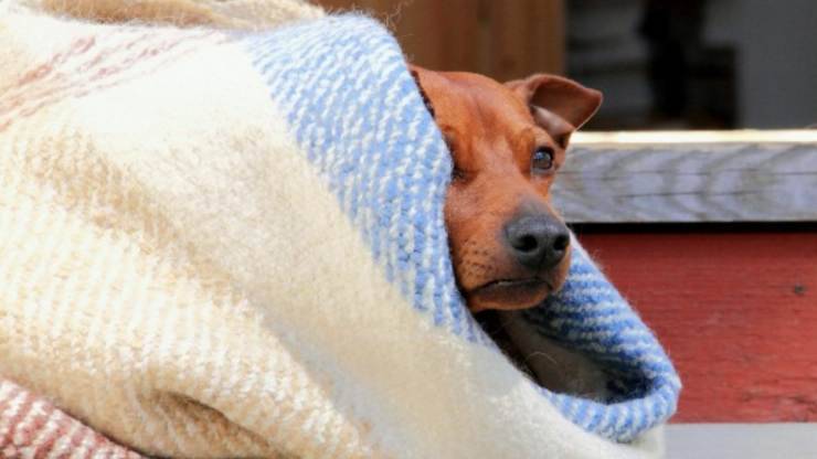 cani sensibili al freddo