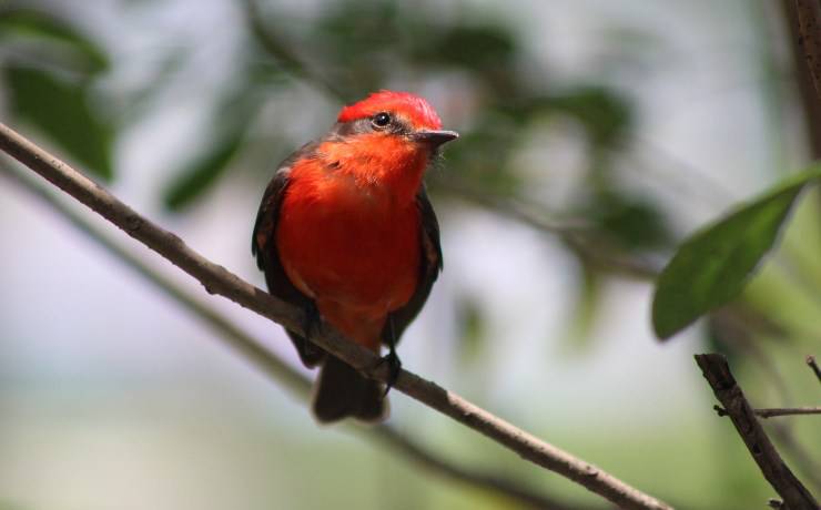 Cardinalino