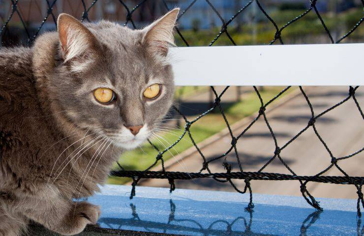 Casa sicurezza gatto