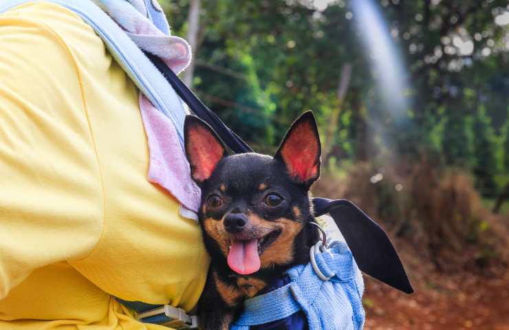 Chihuahua con la lingua fuori