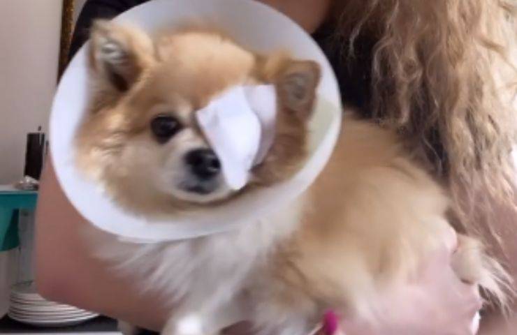 Chihuahua Morellato occhio operato