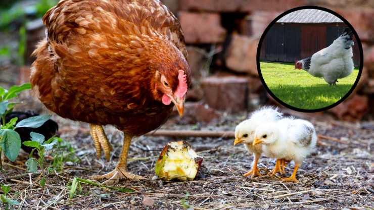 alimenti dannosi per galline