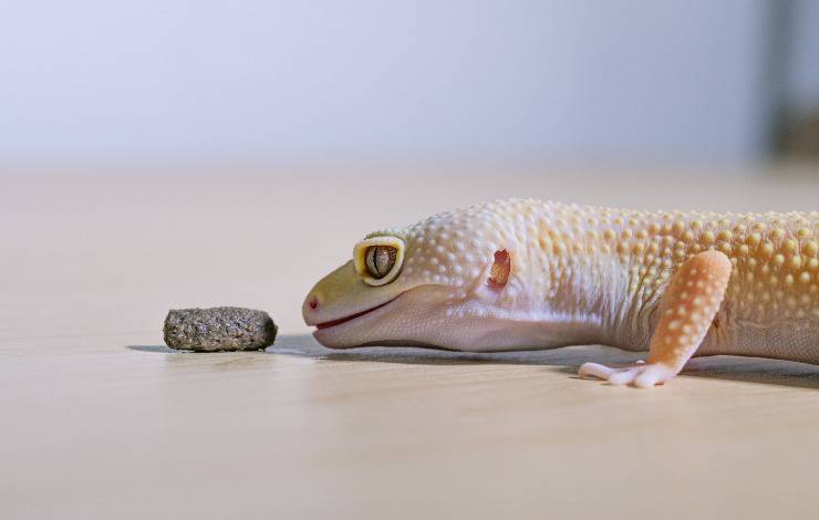 comida dañina para gecko