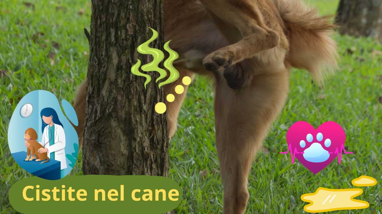 Il cane fa la pipì più puzzolente del solito è un segnale importante