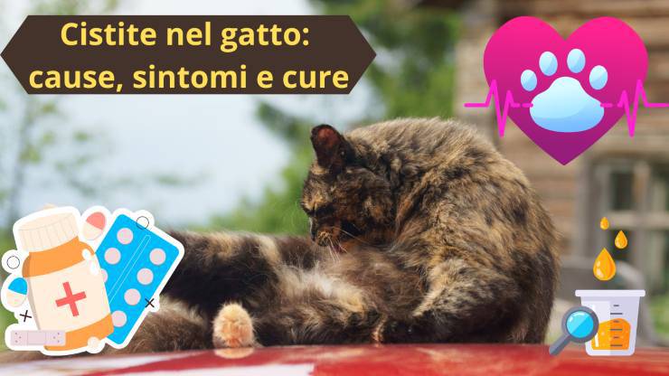 Gatto ha la cistite