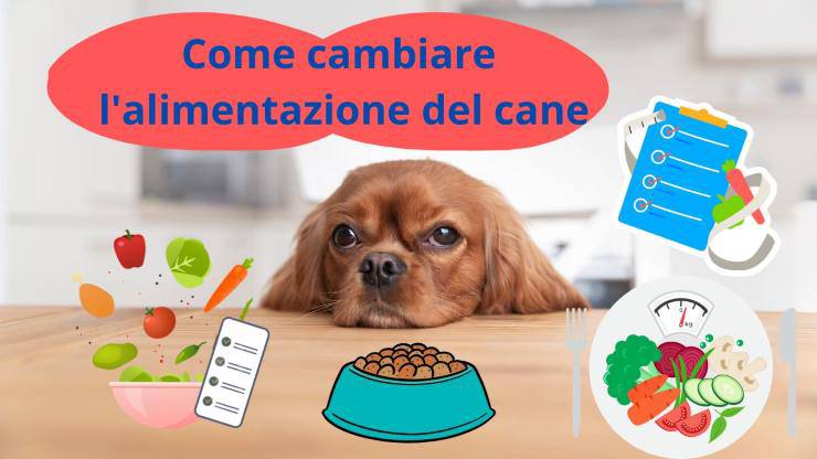 Vari cibi per cani